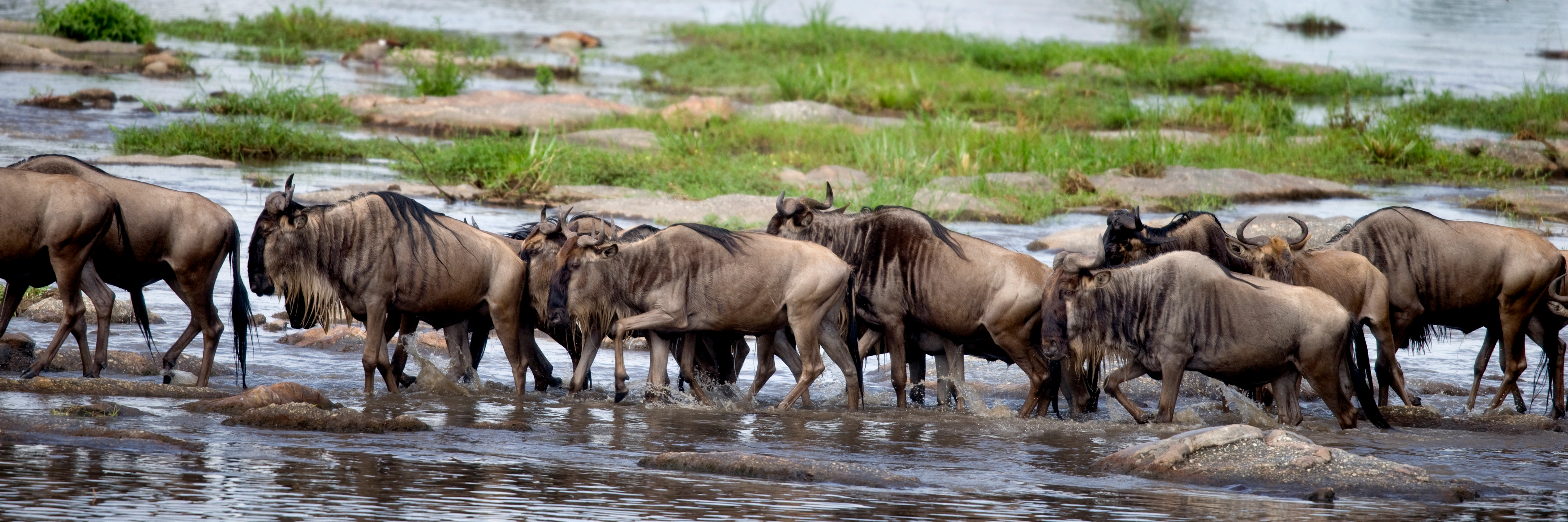 TANZANIA UNFORGETTABLE SAFARI